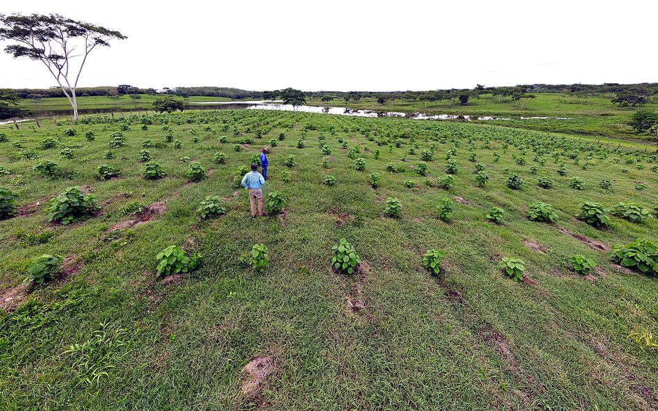 Plantación de Melina de Macondo con personal de campo